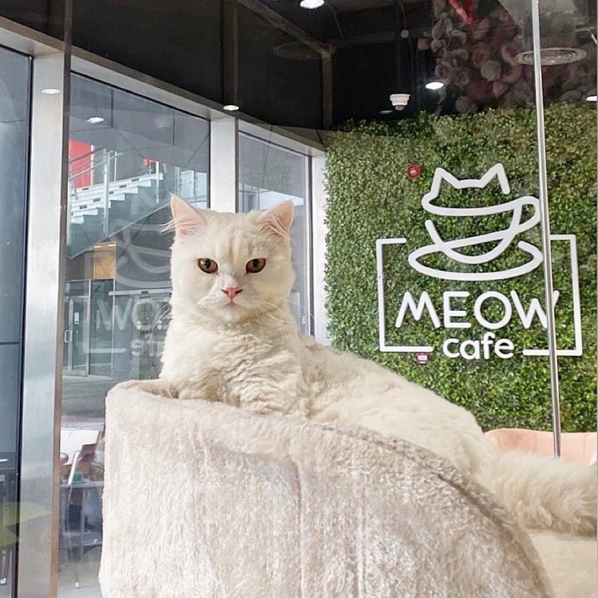 Top Animal and Pet Cafés in the UAE Top Animal and Pet Cafés in the UAE